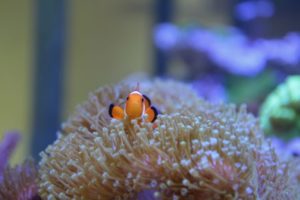 A tan sea anemone underwater, with a clownfish swimming in it, probably Nemo’s cousin.