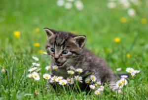 A beautiful kitten sits energetically in a grass lawn, nipping at small daisies.