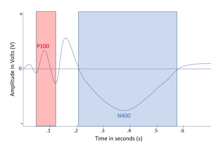 The P100 is the second positive bump, and the N400 is larger and is the third negative bump.